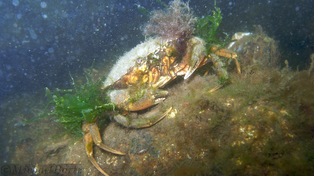 Crab sitting on the sandy sea bottom